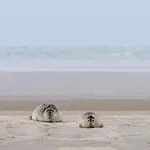 بيت للعطل Villavilla 179 - Fano, Sydjylland Fanø